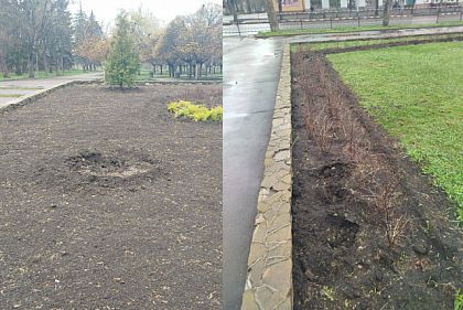 В сквере Кривого Рога украли сосны и кусты барбариса