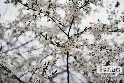 Солнечно и тепло: погода в Кривом Роге на неделю с 14 по 20 апреля