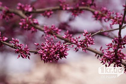 Целый день ясно и до +19°C: погода в Кривом Роге на 15 апреля