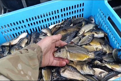 Зарыбление реки: на Днепропетровщине в водоем вселили почти 45 000 карпов