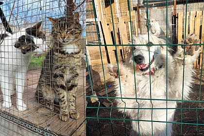 Криворожан призывают присоединиться к сбору помощи для «Котодома»