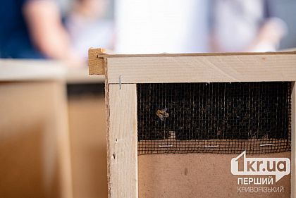 Днепропетровщина - вторая в Украине область по количеству пасек