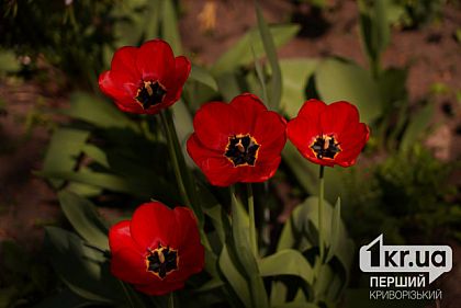 Ясно и до 24 градусов тепла: погода в Кривом Роге на 18 апреля