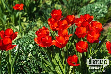 Какой будет погода в Кривом Роге 21 апреля