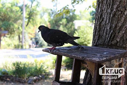 Осторожно, орнитоз: почему криворожанам важно избегать контактов с уличными птицами