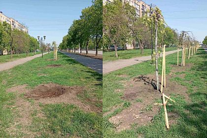 На проспекте 200-летия Кривого Рога похитили два молодых дерева