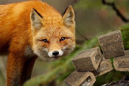 На Криворожье будут вакцинировать диких животных против бешенства