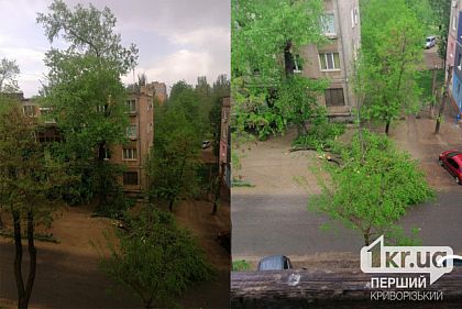 Від поривів вітру на одній з вулиць Кривого Рогу гілки дерева впали на проїжджу частину