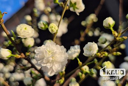 Какой будет погода в Кривом Роге в воскресенье 27 апреля