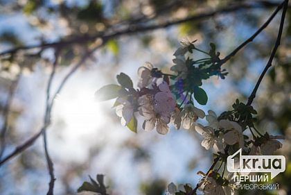 Переменная облачность и до +22°С: погода в Кривом Роге на неделю