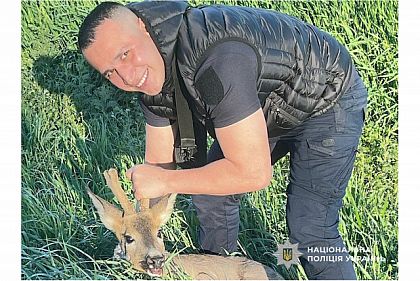 На Криворожье полицейские спасли косулю, которую сбило авто