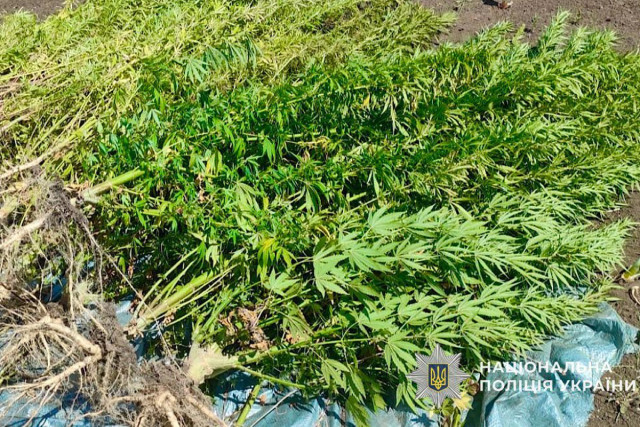 600 кустов конопли во дворе: в Кривом Роге будут судить криворожанина