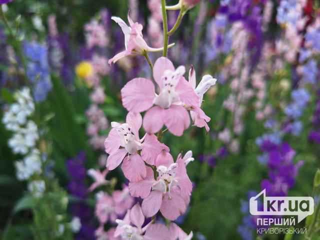 Сонячно: погода у Кривому Розі 4 вересня