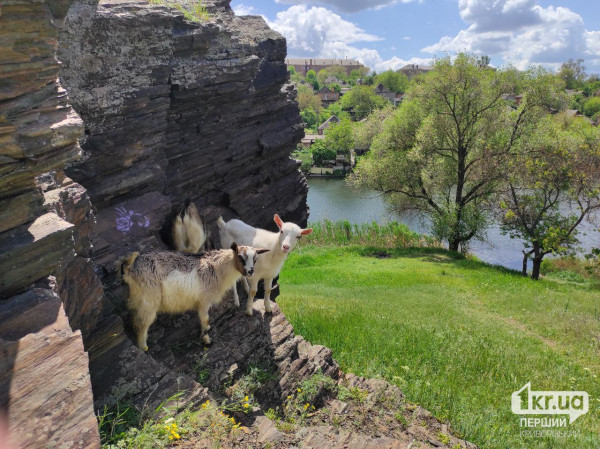 почему важно регистрировать животных животные