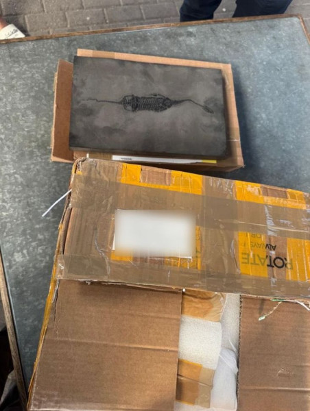 пограничники обнаружили окаменевший скелет контрабанда