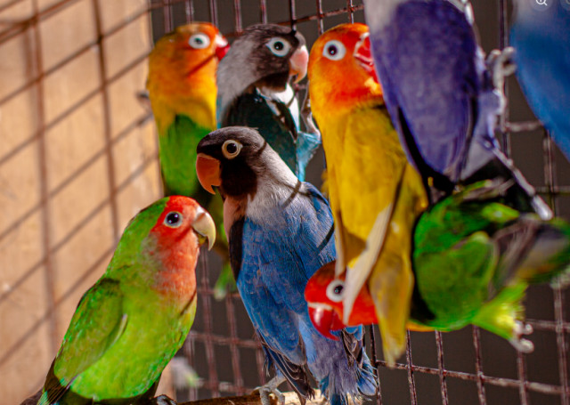 Завдяки грантам на Криворіжжі розводитимуть декоративних папуг