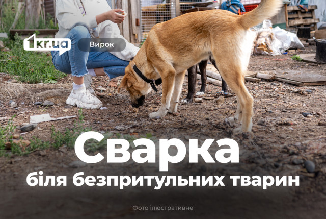 Криворожанина наказали за нападение на  женщину, которая кормила бездомных животных