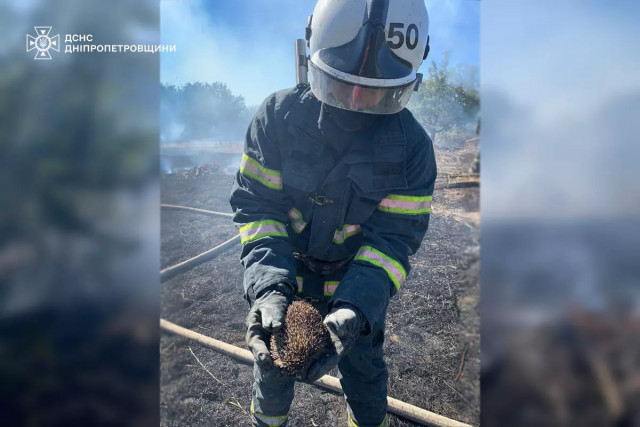 В Днепропетровской области спасатели спасли ежика во время тушения пожара