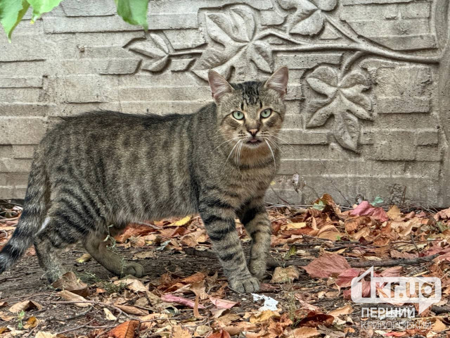 Сколько криворожан за неделю пострадали от нападения животных