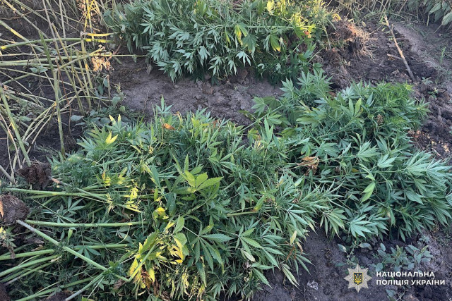 В Кривом Роге обнаружили более 400 кустов конопли