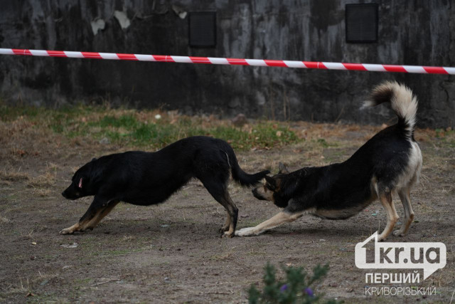 Как криворожане могут поддержать животных, пострадавших от войны