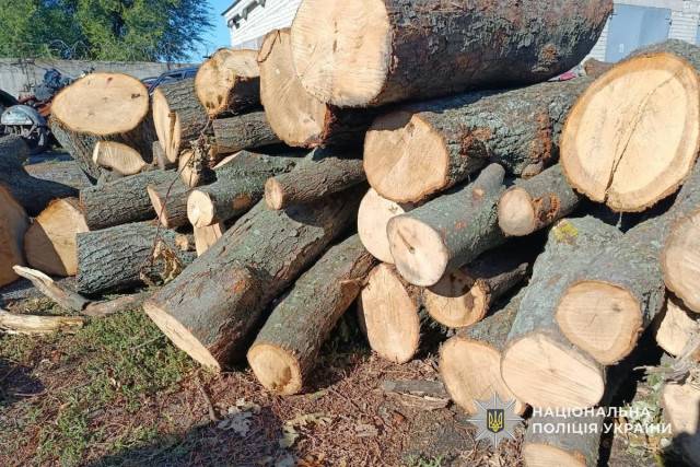 В Днепропетровской области мужчине грозит до 7 лет тюрьмы за незаконную вырубку деревьев