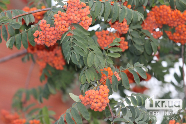 Похолодает ли в Кривом Роге 25 сентября: прогноз погоды