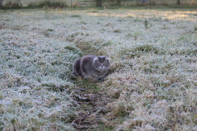 Когда в Днепропетровской области ожидаются заморозки