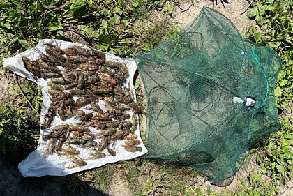 В Днепропетровской области разоблачили браконьеров с сетками и раколовкой