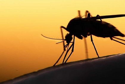 У жительницы Днепропетровщины обнаружили тропическую малярию