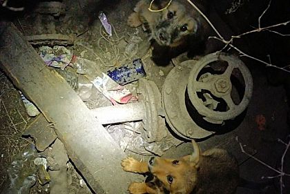 В Днепропетровской области полицейский спас щенков из канализационного люка