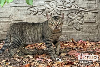 Сколько криворожан за неделю пострадали от нападения животных