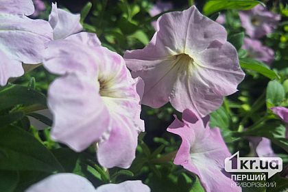 Какой будет погода в Кривом Роге 16 сентября