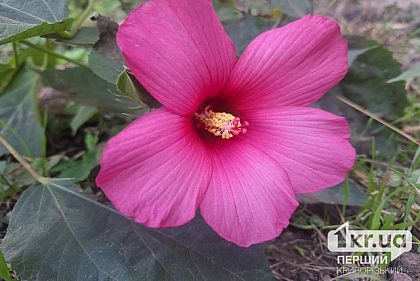 Какой будет погода в Кривом Роге 17 сентября