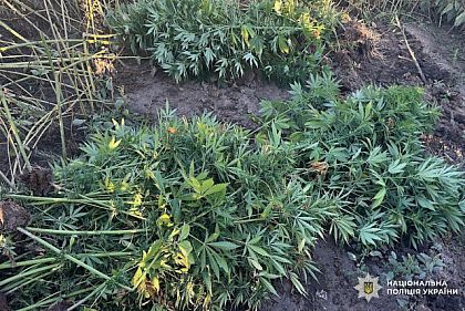 В Кривом Роге обнаружили более 400 кустов конопли