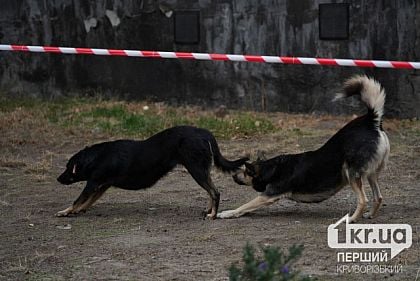 Как криворожане могут поддержать животных, пострадавших от войны