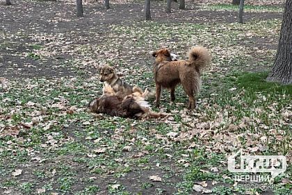 В Кривом Роге за неделю 44 человека пострадали от нападений животных
