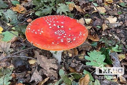 Трое криворожских подростков отравились грибами с начала года