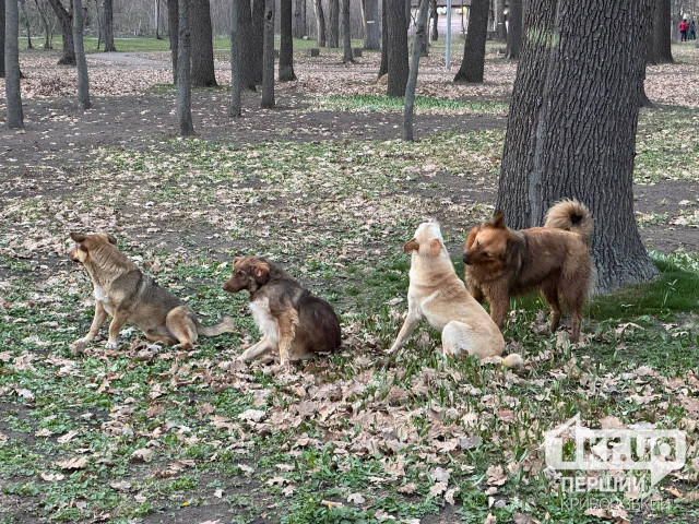 На Криворіжжі стерилізуватимуть безпритульних тварин: де та коли На Криворіжжі стерилізуватимуть безпритульних тварин: де та коли