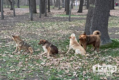 На Криворожье будут стерилизовать бездомных животных: где и когда