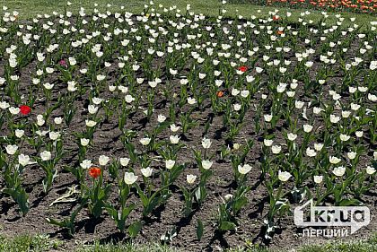 Облачно и дождливо: погода в Кривом Роге на 6 мая