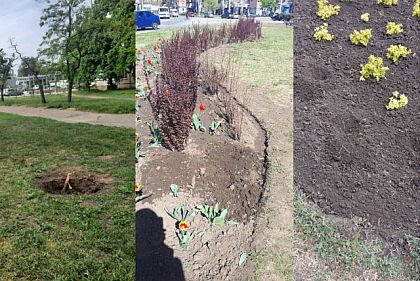 У Кривому Розі вкотре вкрали посаджені дерева та кущі