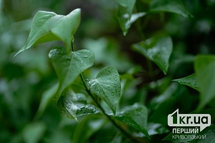 Будет дождливо: погода в Кривом Роге на 7 мая