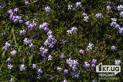 погодкаКакой погоды ждать криворожанам 8 мая