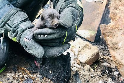 Чрезвычайники спасли щенка во время пожара на Криворожье