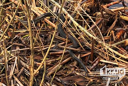 В Украине начался сезон активности змей: что стоит знать криворожанам