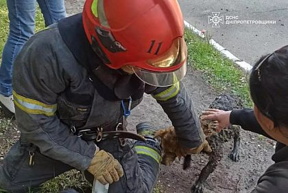 В Кривом Роге спасли собаку, которая упала в коммуникационный колодец