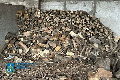 На Днепропетровщине разоблачили «черных лесорубов»: убытки — 1 миллион гривен