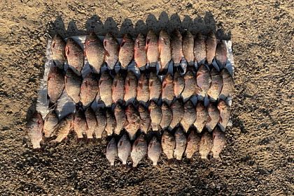 На Днепропетровщине браконьер выловил 12 килограммов рыбы: какой ущерб окружающей среде