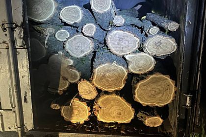 В Кривом Роге обнаружили незаконного перевозчика древесины